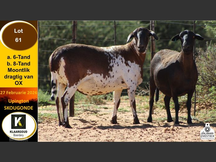 CP 61A | Chris Potgieter & Christia Scholtz - Klaargoud Boerdery