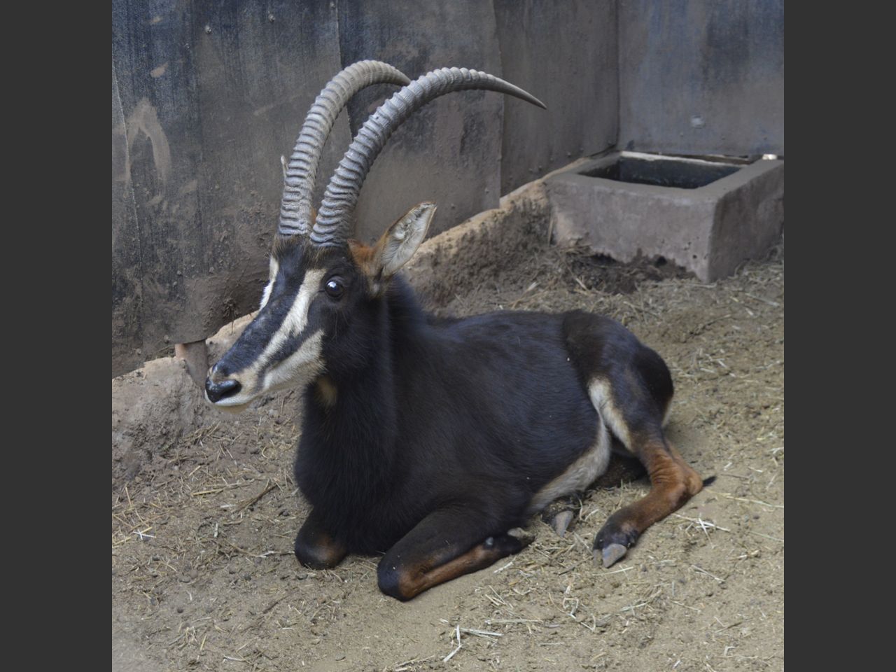 images