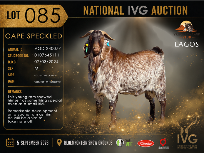 VGD 240077 LAGOS | VRISCHGEWAAGD STOET