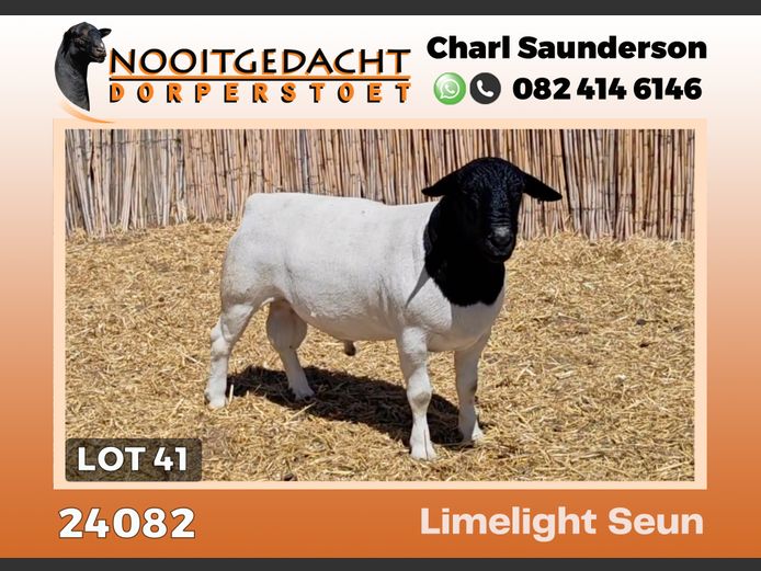 24082 | NOOITGEDACHT  DORPERS