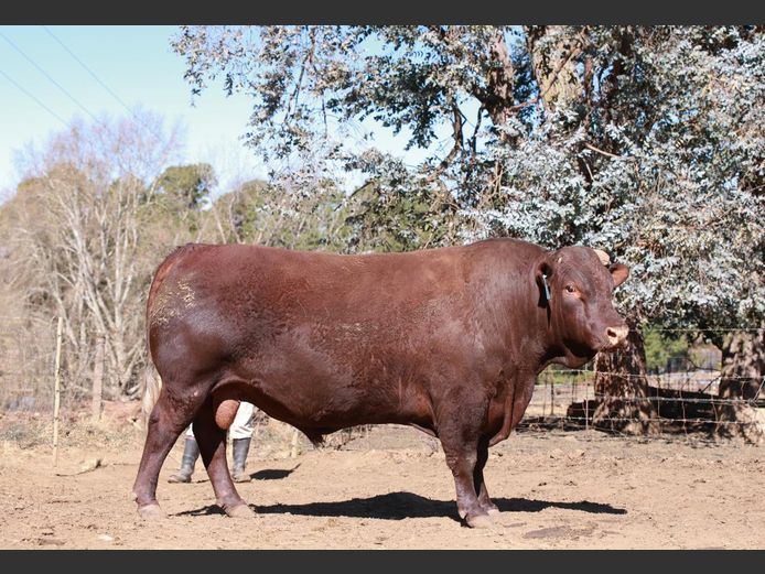 LAM2144 | BULL'S RUN SUSSEX STUD