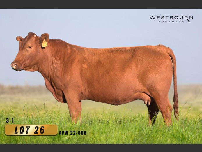 AVW220006 | WESTBOURN BONSMARAS
