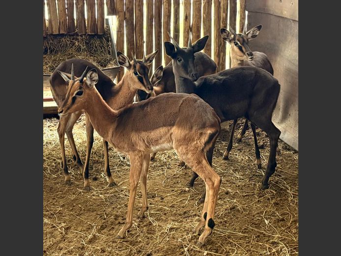 Saddleback Rooibok Ramme