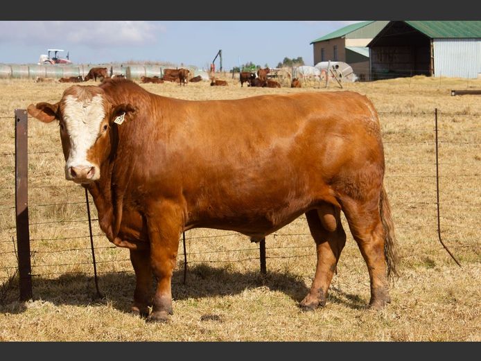 SE23117C | OUBOET BOERDERY
