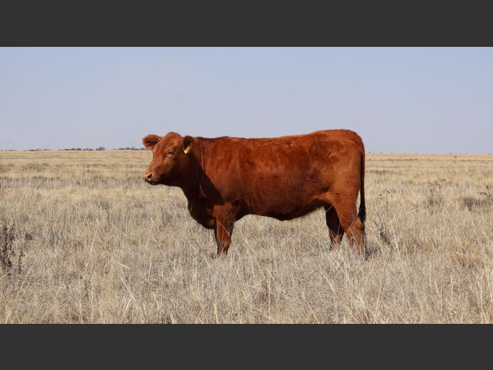 GBB2430 | GOEDGENOEG BOERDERY PTY LTD