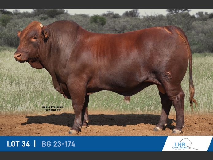 BG230174 | LEEUHEUWEL BOERDERY (EDMS) BPK