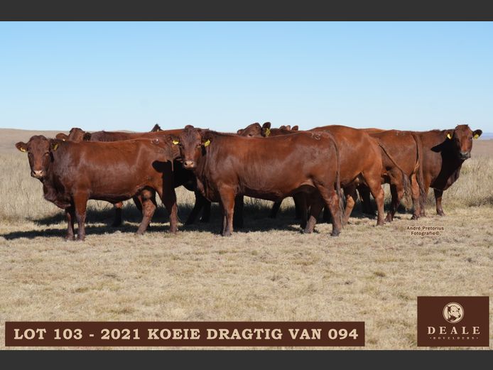 Dragtige koeie