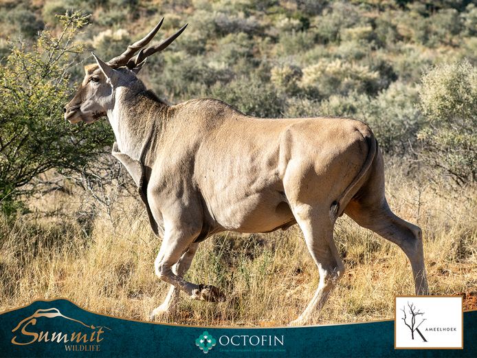 30"-35" ELAND BULLS