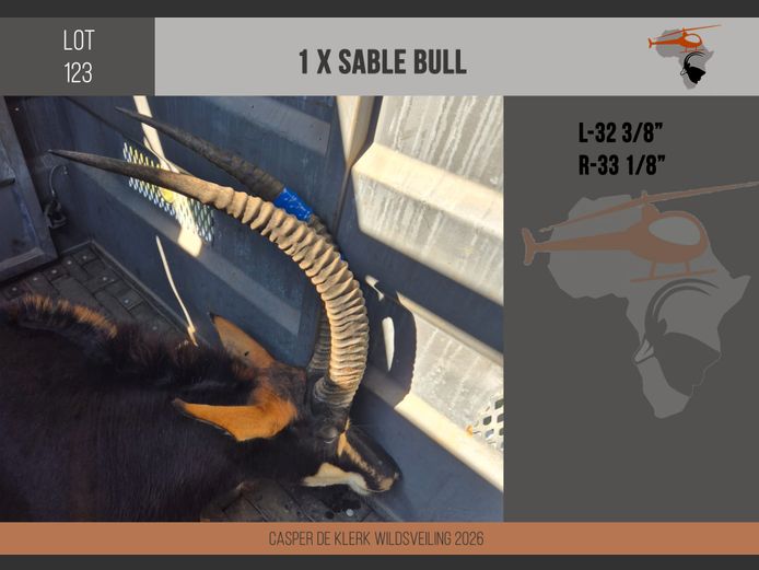 Sable (L-32 3/8" R-33 1/8")