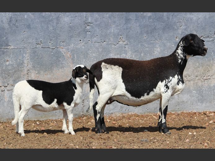 CRL 21.227 | Riaan Liebenberg - Hanri Meatmasters, Upington
