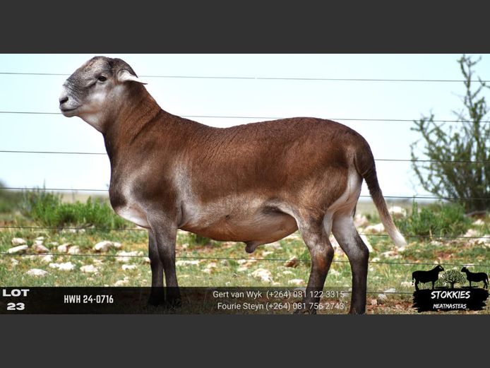 HWH24-0716 | STOKKIES MEATMASTERS 