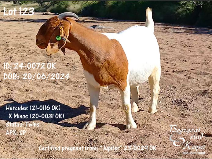 24-0072 OK | Kayser Boergoat Stud
