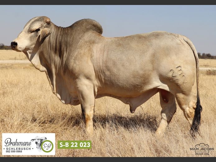 S-B2223 | SCHLEBUSCH BOERDERY BK