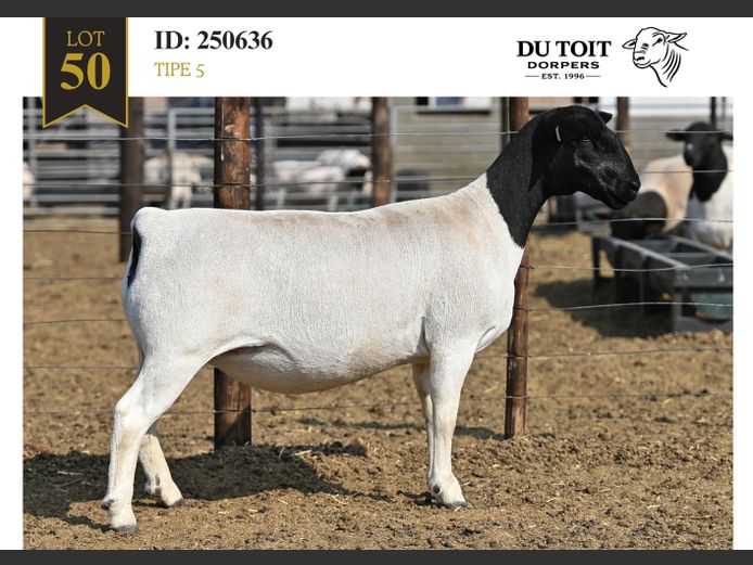 250636 | DU TOIT DORPERS