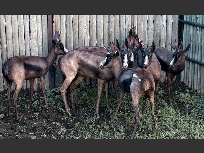 Swart Springbok Ooie