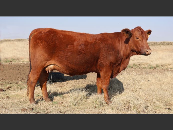 GBB2427 | GOEDGENOEG BOERDERY PTY LTD