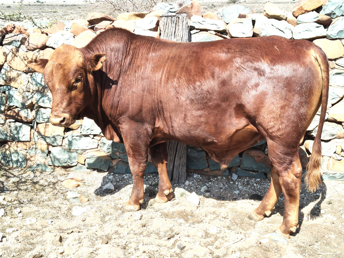 V   230028 | COOK & SON