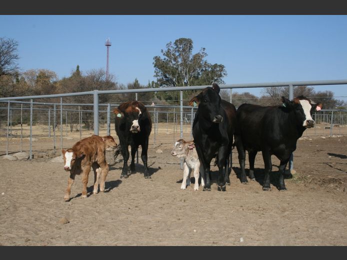Commercial Animals