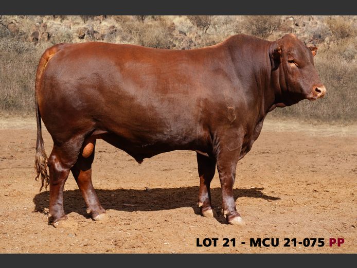 MCU21-0075