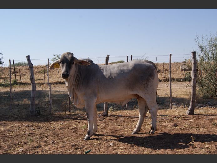 22-0032DNC | DANECO BRAHMAN STOET