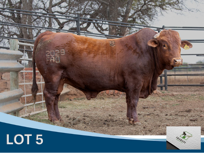 FAD 220029 | THAMANI BREEDERS