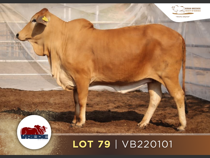 22-0101VB | VREDE BORANS