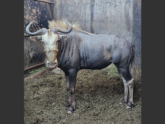 KING WILDEBEEST | SPRINGBOK WILDPLAAS