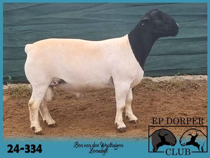 24-334 | Ben van der Westhuizen - Bodam