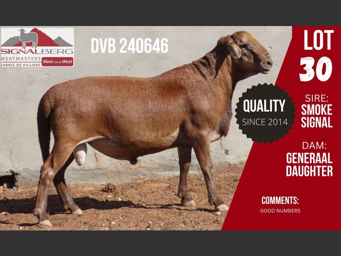 DVB 240646 | SIGNALBERG MEATMASTERS