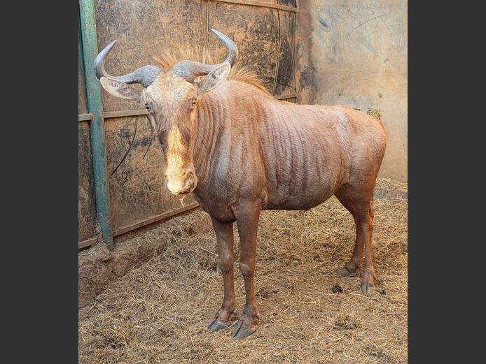 GOUE WILDEBEES | HUGOMOND BOERDERY