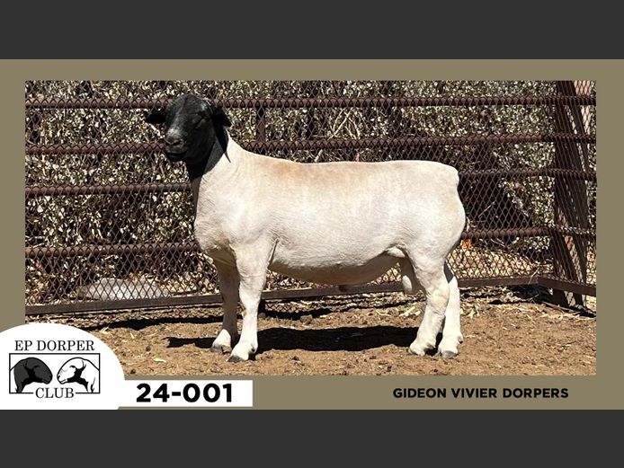24-037  |  GIDEON VIVIER DORPERS