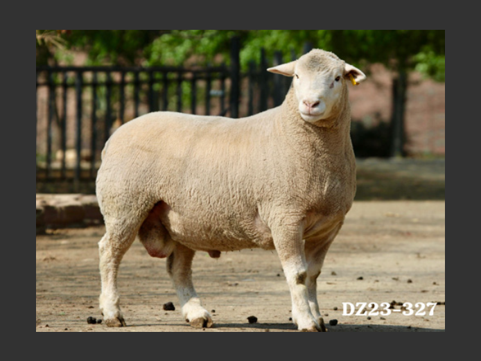 DZ  230327 | 2 STEYNS BOERDERY