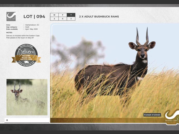 Bushbuck | Woody Cape Wildlife (Pty) Ltd
