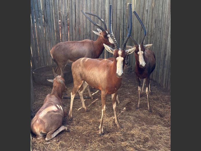 Blesbokke