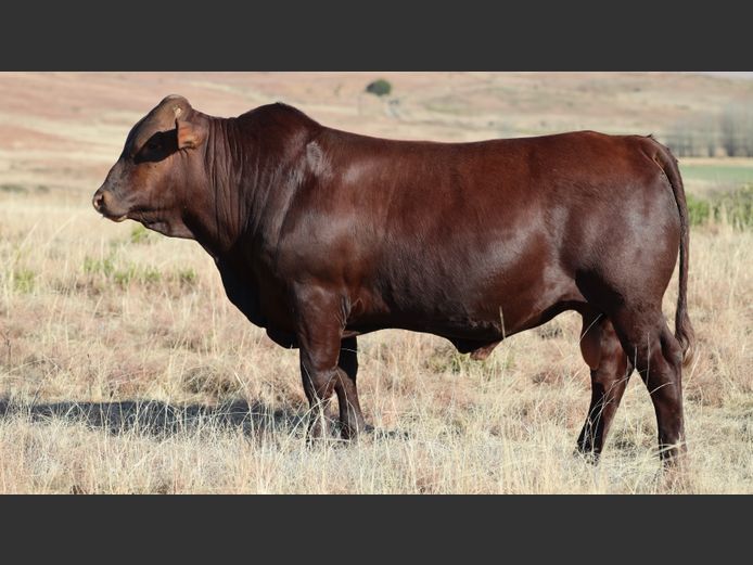 HBH 230037 | CLARK CATTLE COMPANY PTY LTD