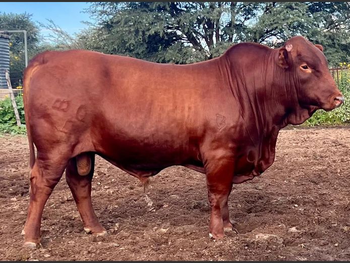 BF 240151 | JCR BONSMARAS
