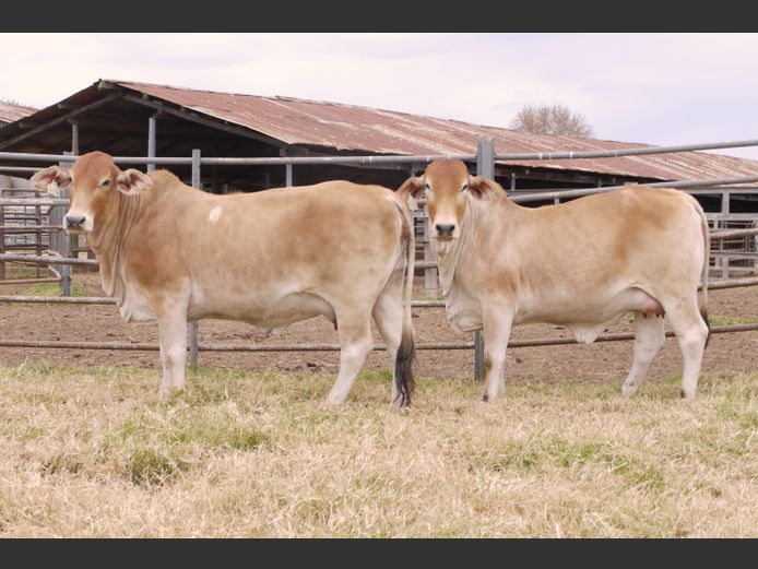 Commercial Animals