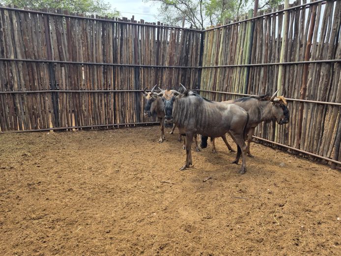 BLOUWILDEBEES | HANLEY