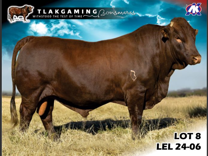 LEL240006 | LEE & SON