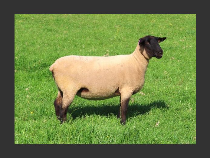 284240032 | OTTERKUIL BOERDERY