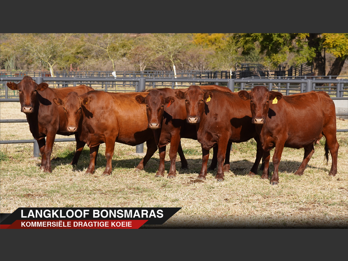 Commercial Animals | Langkloof Bonsmaras - Alma