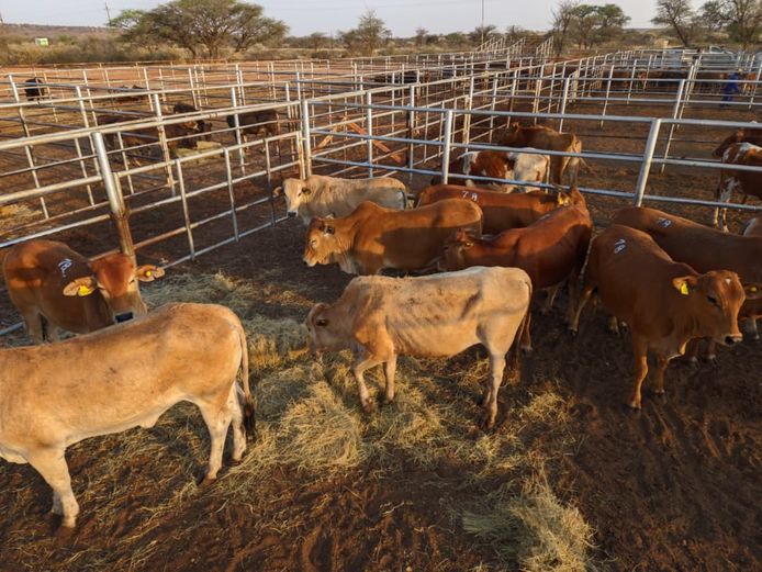 VAN NIEKERK PJ | DAIRY CATTLE 