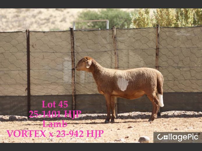 25-1401 HJP | 25-1420 HJP | 25-1427 HJP | SORENTO MEATMASTERS