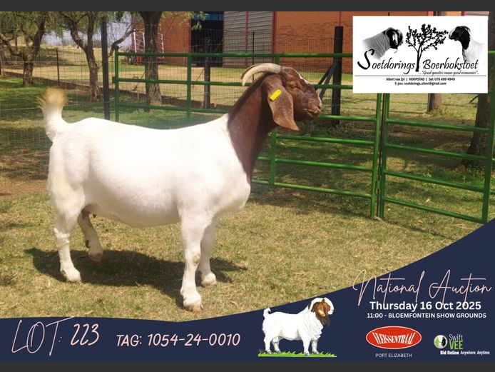1054-24-0010 | Albert van Zyl (Soetdorings Boerbokstoet)