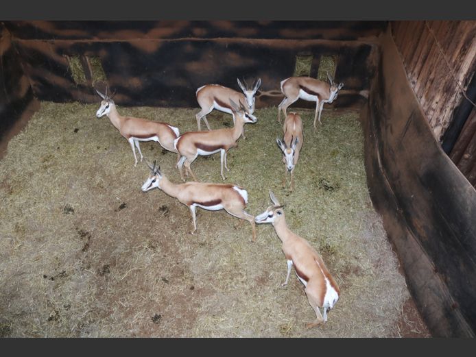 Springbokke