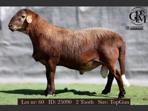 images
