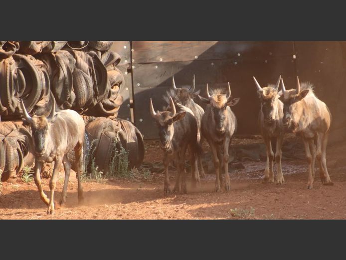 BLUE WILDEBEEST