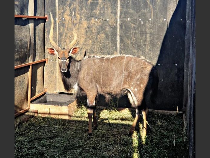 NYALA | Wynand