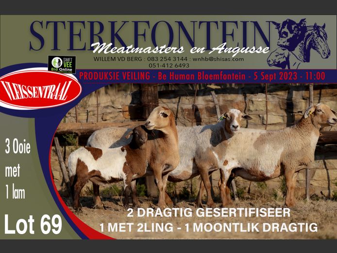 Ewes | Sterkfontein Meatmasters