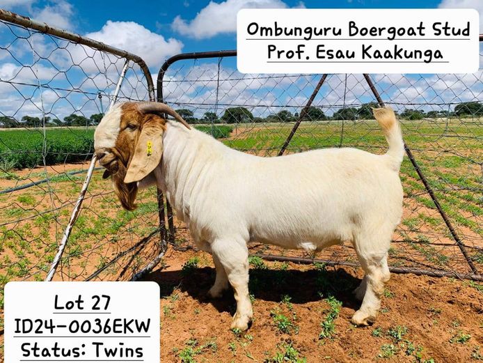 24-0036EKW | PROF. ESAU KAAKUNGA